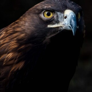 mobile-animals-eagle_06