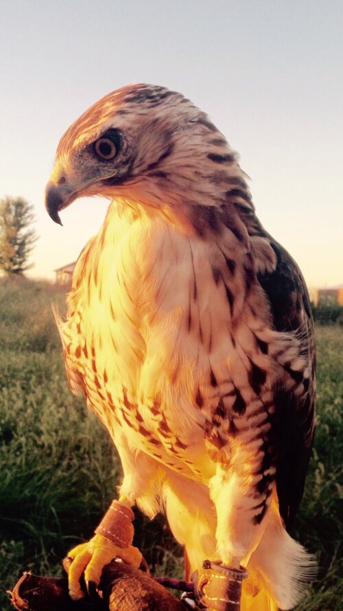 mobile-animals-eagle_07.jpg