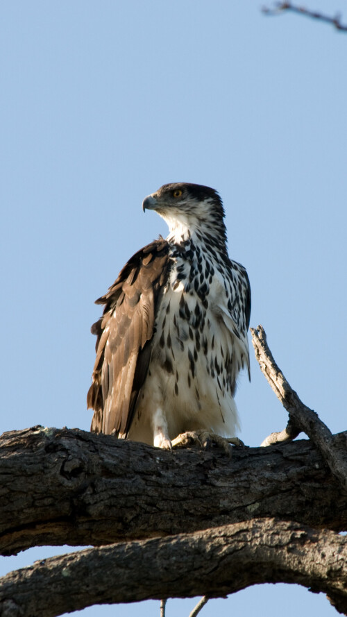 mobile-animals-eagle_08.jpg