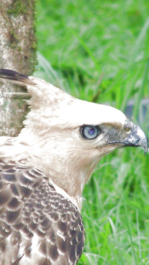 mobile-animals-eagle_10.jpg