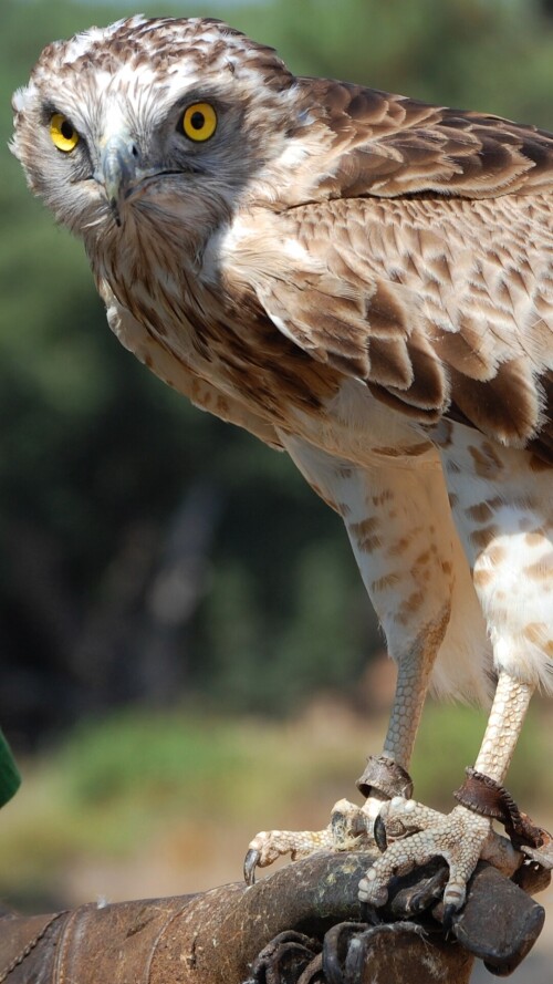 mobile-animals-eagle_11.jpg
