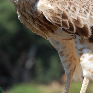 mobile-animals-eagle_11
