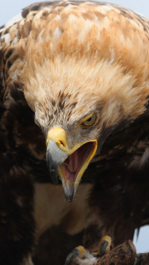 mobile-animals-eagle_12.jpg
