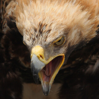 mobile-animals-eagle_12