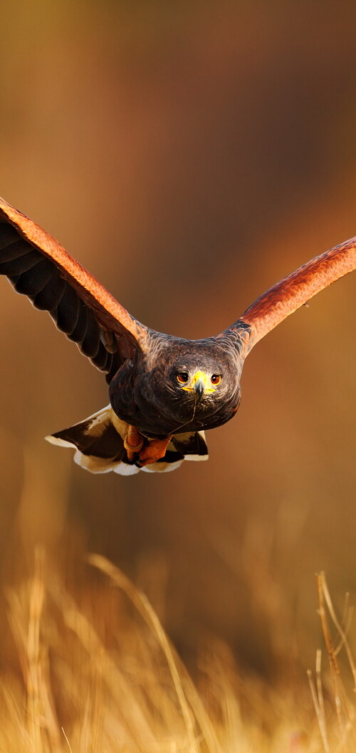mobile-animals-eagle_13.jpg
