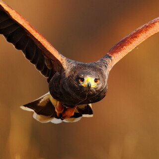mobile-animals-eagle_13