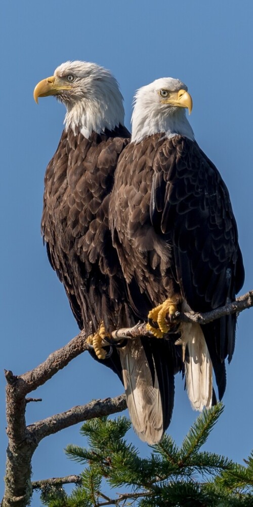 mobile-animals-eagle_14.jpg