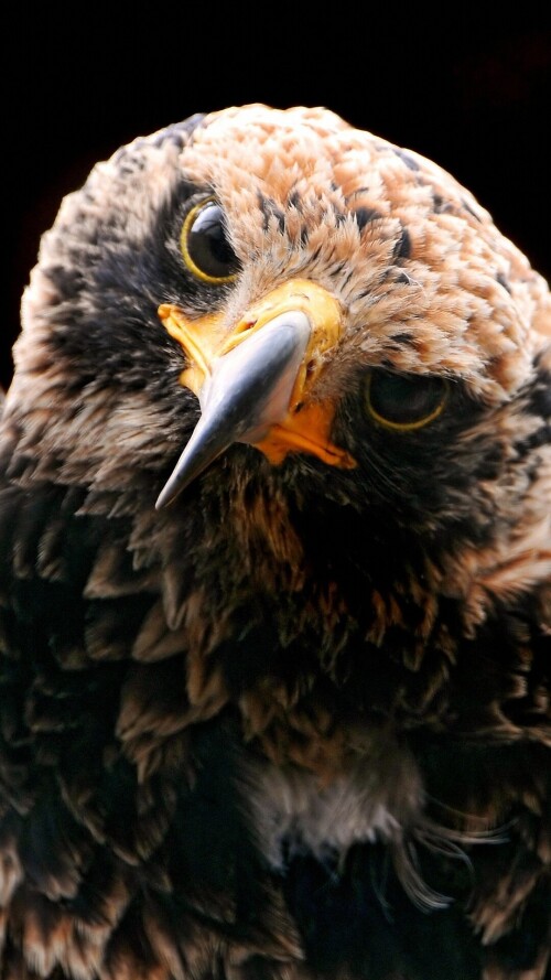 mobile-animals-eagle_18.jpg