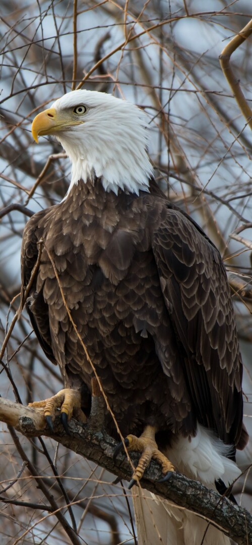 mobile-animals-eagle_19.jpg