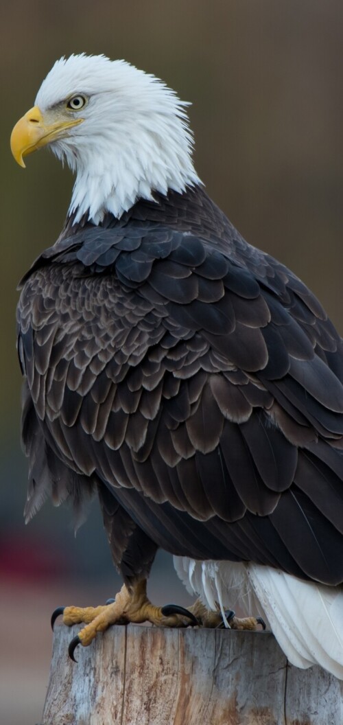 mobile-animals-eagle_20.jpg