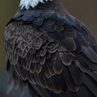 mobile-animals-eagle_20