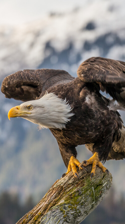 mobile-animals-eagle_21.jpg