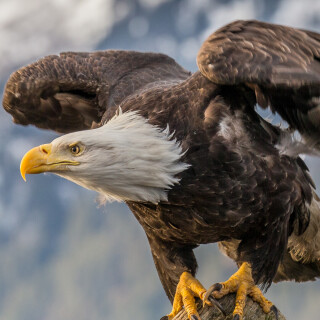 mobile-animals-eagle_21