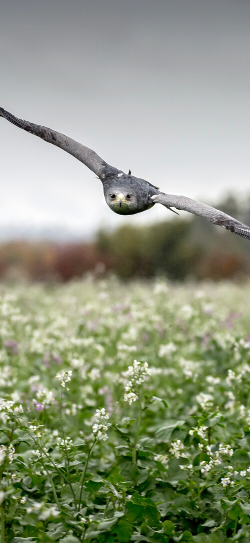mobile-animals-eagle_22.jpg