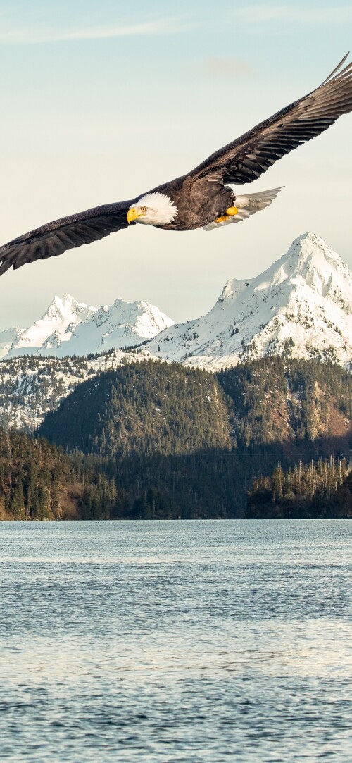 mobile-animals-eagle_24.jpg