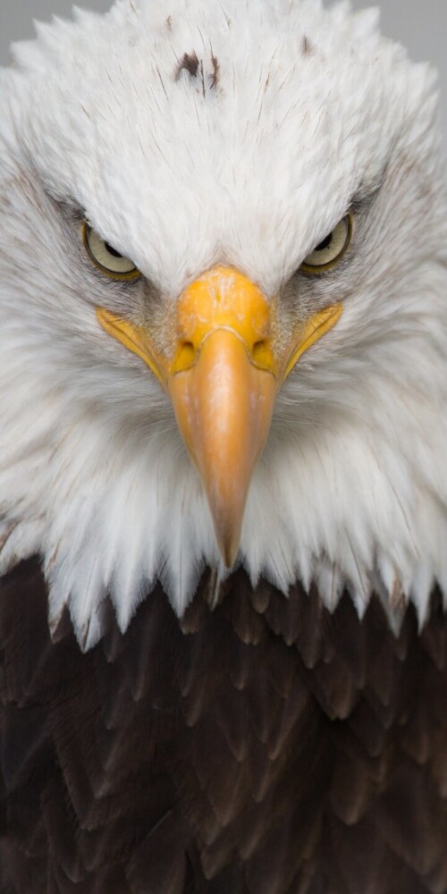 mobile-animals-eagle_25.jpg