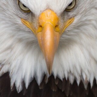 mobile-animals-eagle_25