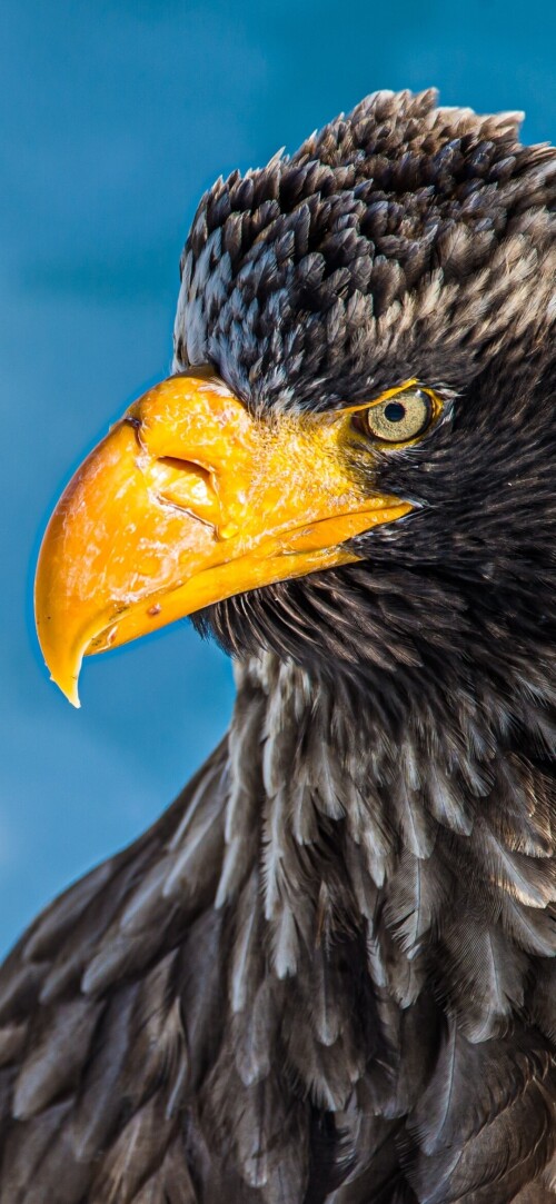 mobile-animals-eagle_27.jpg