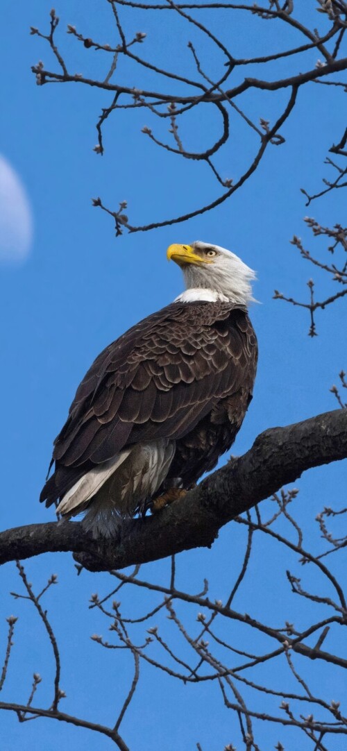 mobile-animals-eagle_29.jpg