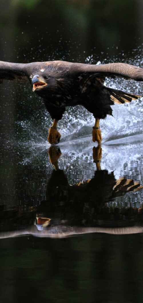 mobile-animals-eagle_30.jpg