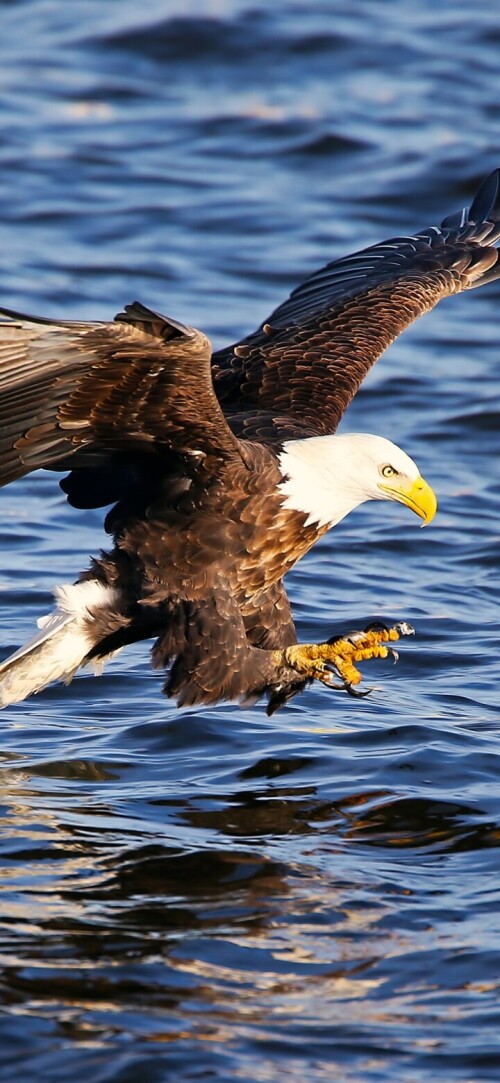 mobile-animals-eagle_31.jpg