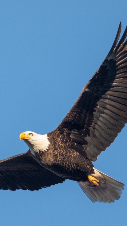 mobile-animals-eagle_32.jpg