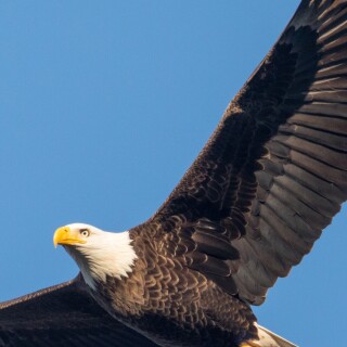 mobile-animals-eagle_32