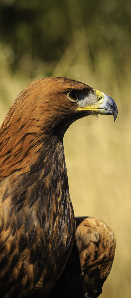 mobile-animals-eagle_34.jpg