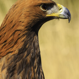 mobile-animals-eagle_34