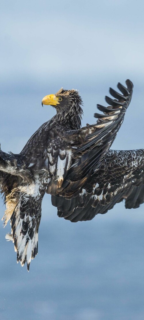 mobile-animals-eagle_35.jpg