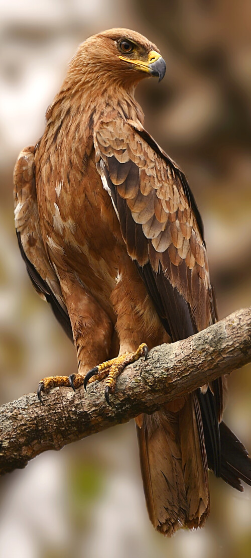 mobile-animals-eagle_36.jpg