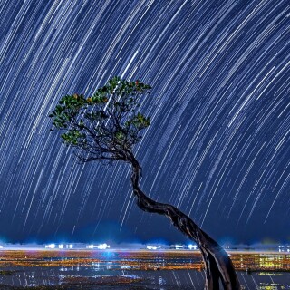 mobile-nature-tree_193