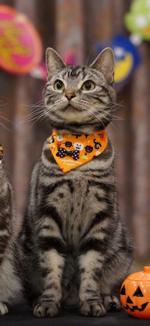halloween-mobile_47.jpg
