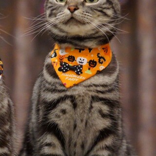 halloween-mobile_47