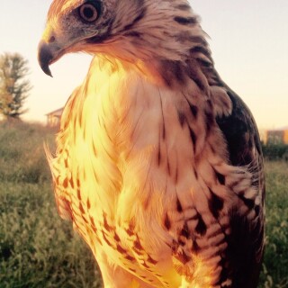 mobile-animals-eagle_07