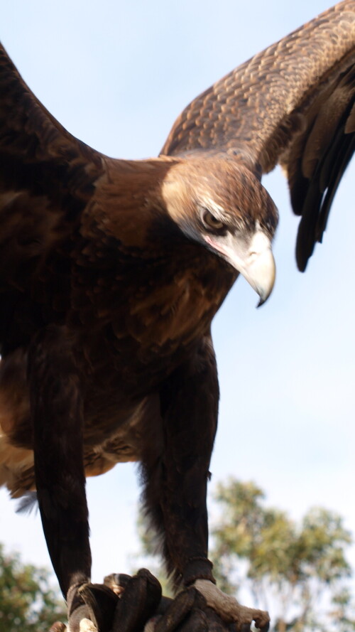 mobile-animals-eagle_09.jpg