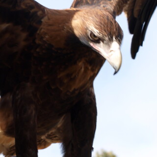 mobile-animals-eagle_09
