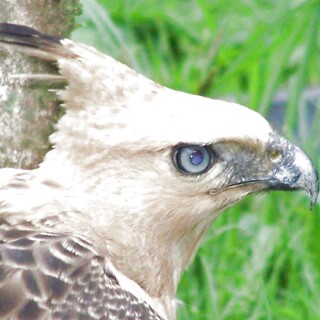 mobile-animals-eagle_10