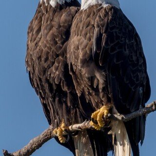 mobile-animals-eagle_14