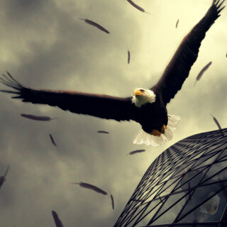 mobile-animals-eagle_15