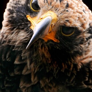 mobile-animals-eagle_18