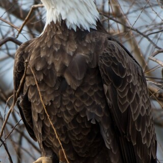 mobile-animals-eagle_19