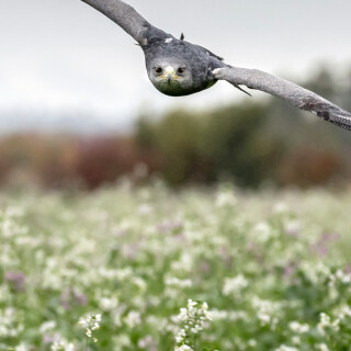 mobile-animals-eagle_22