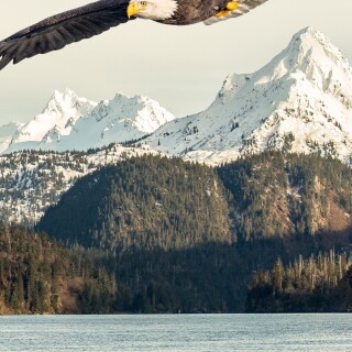 mobile-animals-eagle_24
