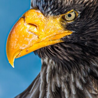 mobile-animals-eagle_27