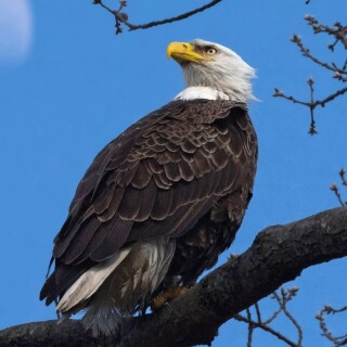 mobile-animals-eagle_29