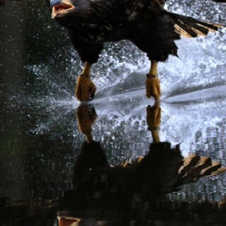 mobile-animals-eagle_30