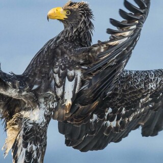 mobile-animals-eagle_35