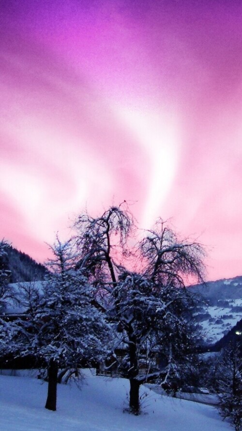 mobile-nature-tree_002.jpg