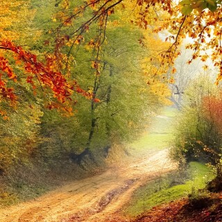 mobile-nature-tree_014